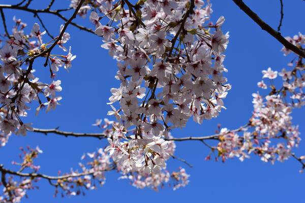 White Cherry against the deep blue sky!