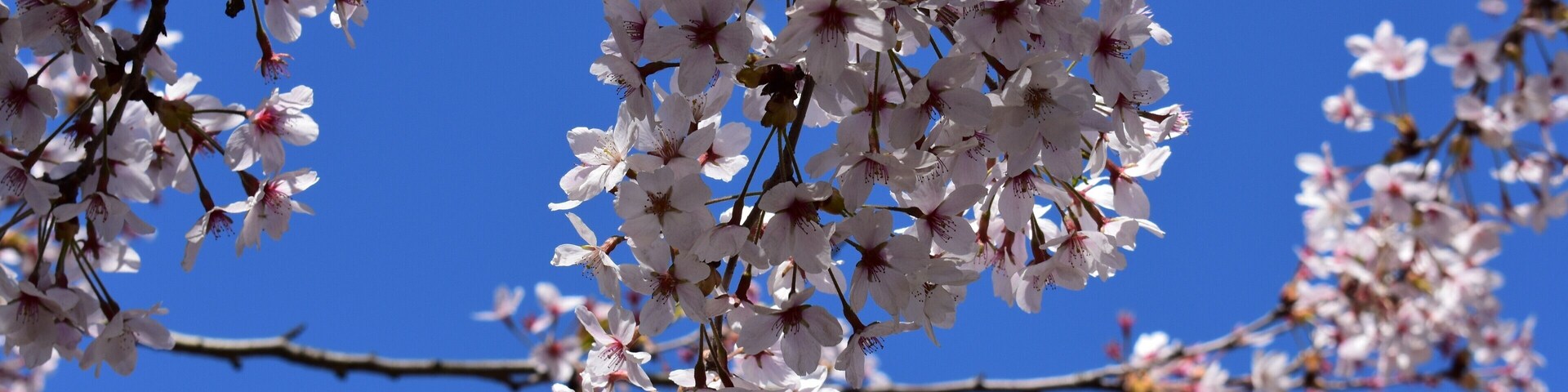 White Cherry against the deep blue sky!
