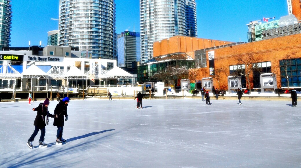 Enjoy Winter in Toronto, Canada, ice skating is the most popular winter activity for the locals from December to March, there are many ice skate rinks like The Natrel Rink are free for the public and a nice place to hand out or watch people skate.
#Toronto #Ontario #Canada #IceSkating #rink #winter #Harbourfront