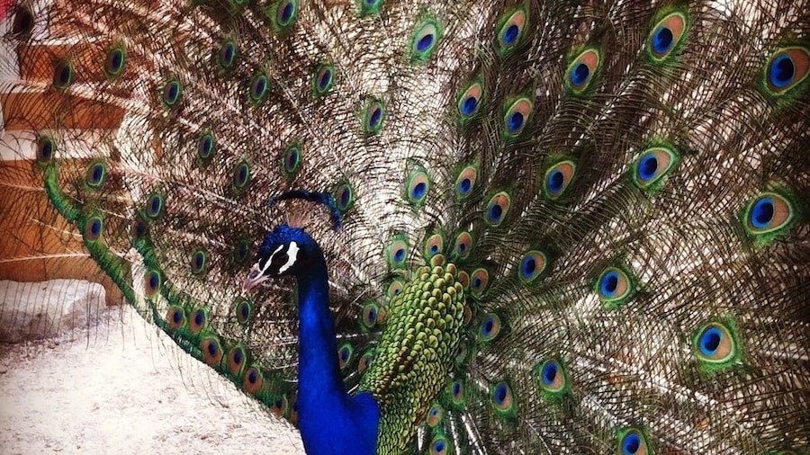 The petting zoo. I have never seen this before. I think I was more exited than the children around me haha