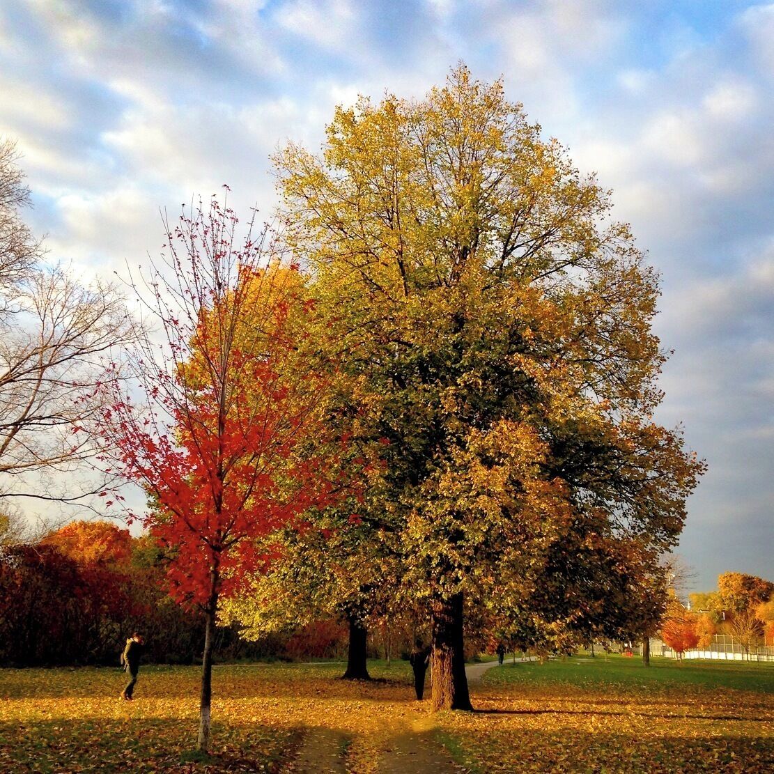 Walking in my neighborhood, the autumn evening light gave us this beautiful view, luckily I had my iPhone with me...