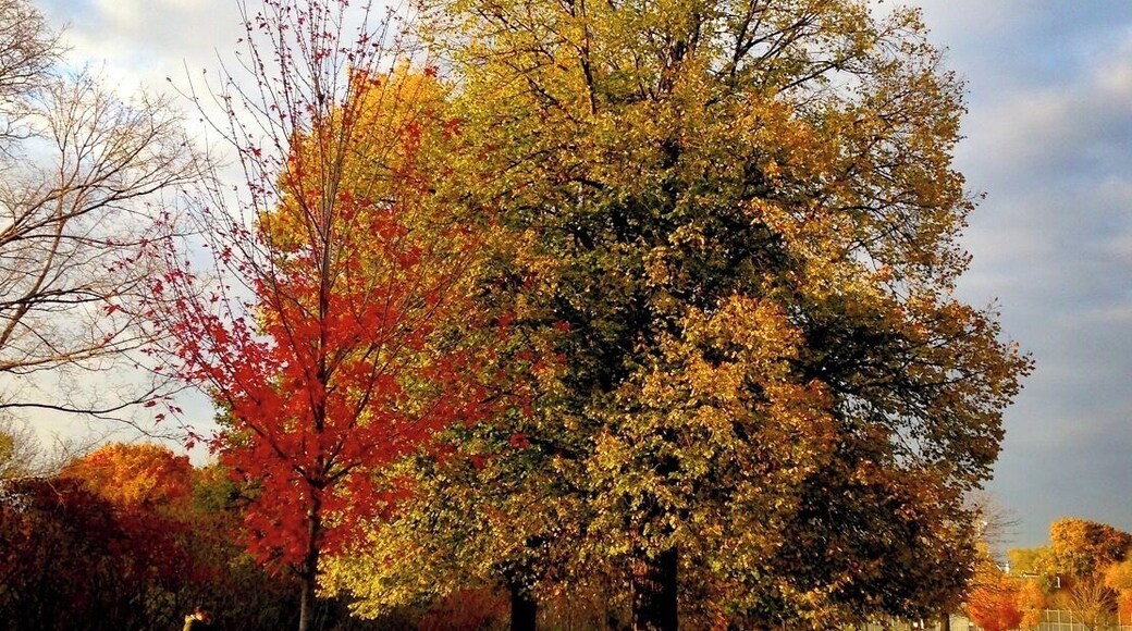 Walking in my neighborhood, the autumn evening light gave us this beautiful view, luckily I had my iPhone with me...