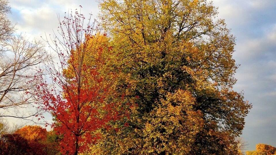 Walking in my neighborhood, the autumn evening light gave us this beautiful view, luckily I had my iPhone with me...