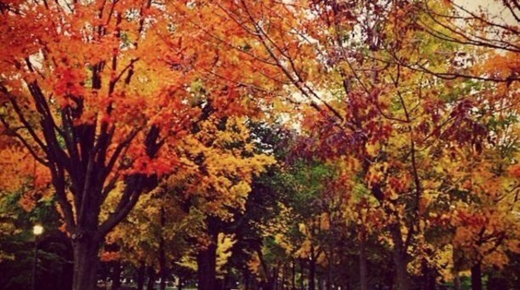 walking in the park, Toronto