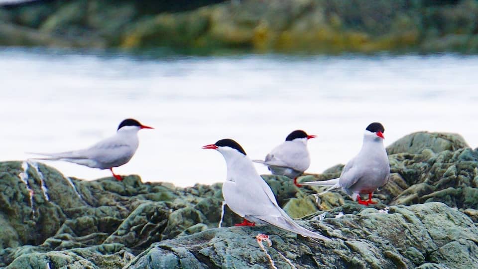 Um grupo de aves em terreno rochoso próximo a um corpo d'água.