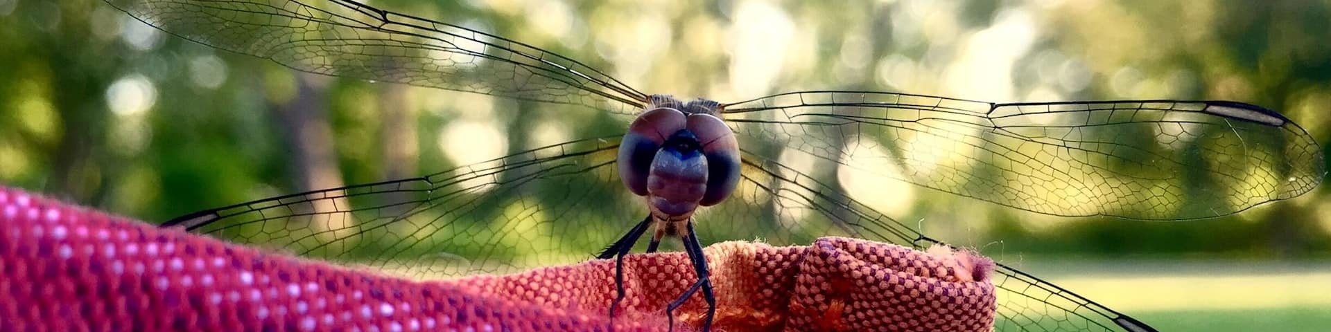 Cool dragon fly seen on the island