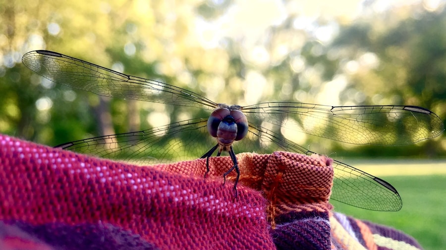 Cool dragon fly seen on the island