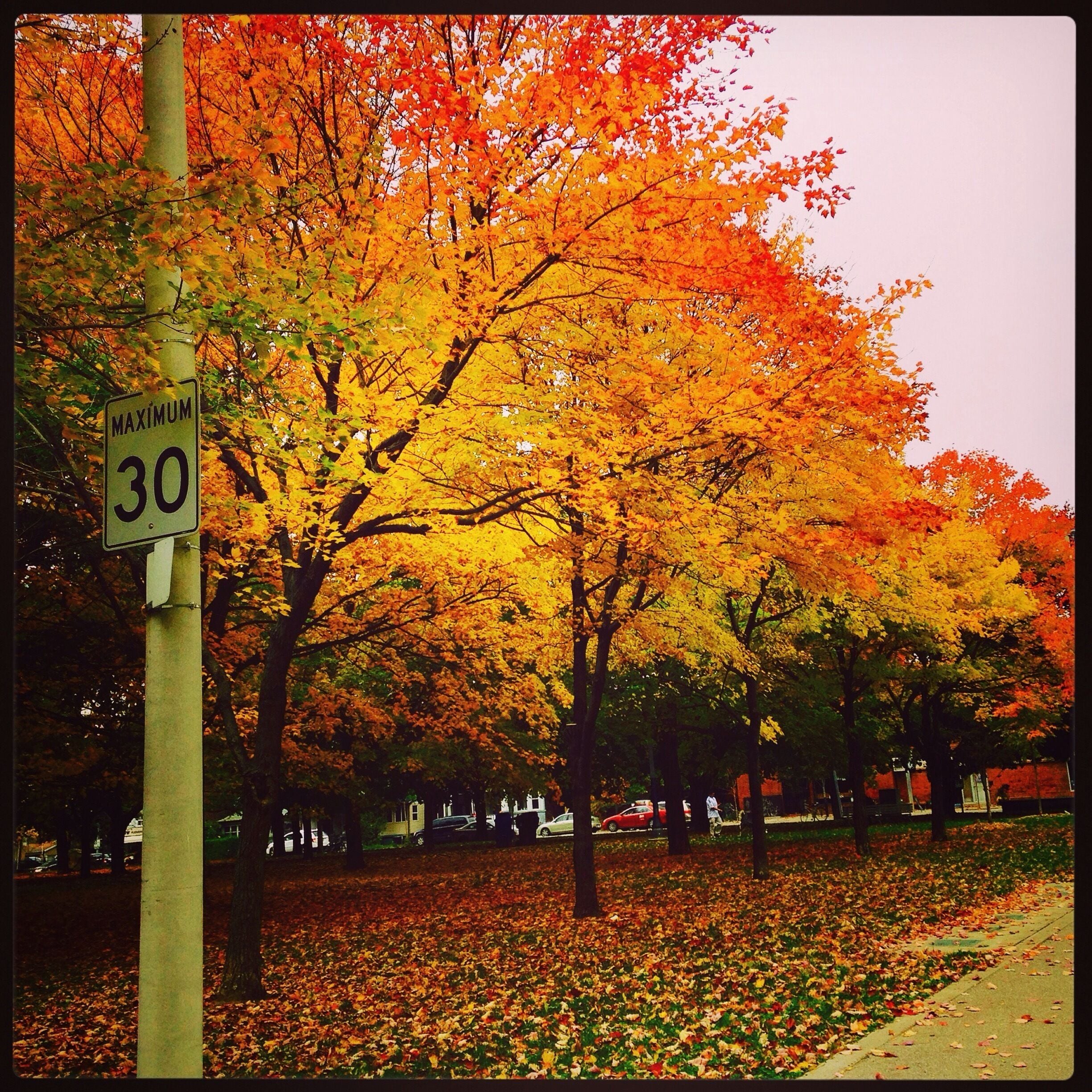 fall colors, Toronto