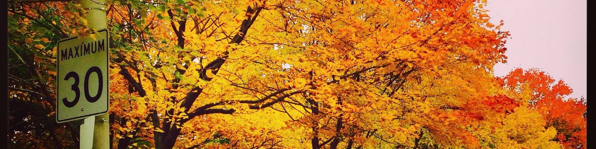 fall colors, Toronto