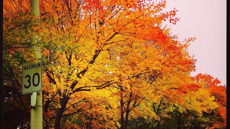 fall colors, Toronto
