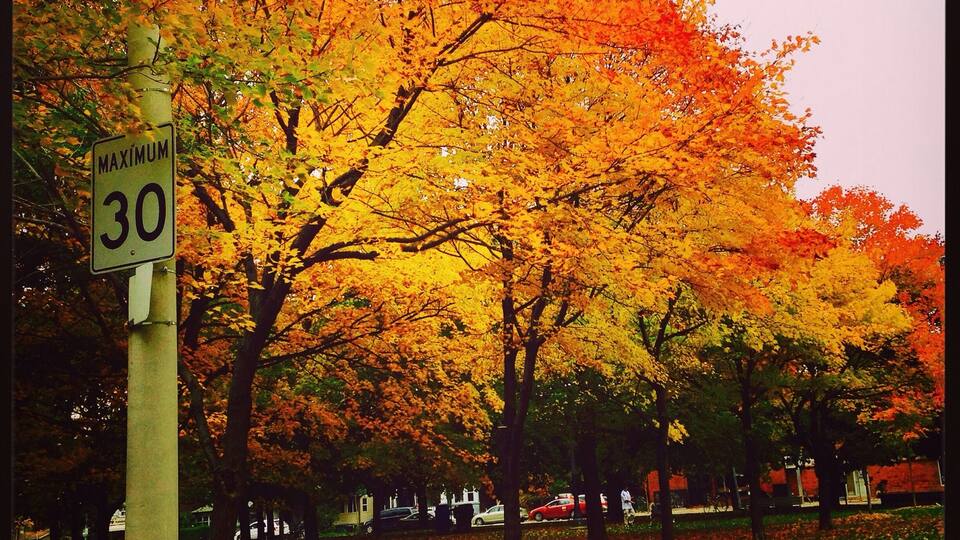fall colors, Toronto