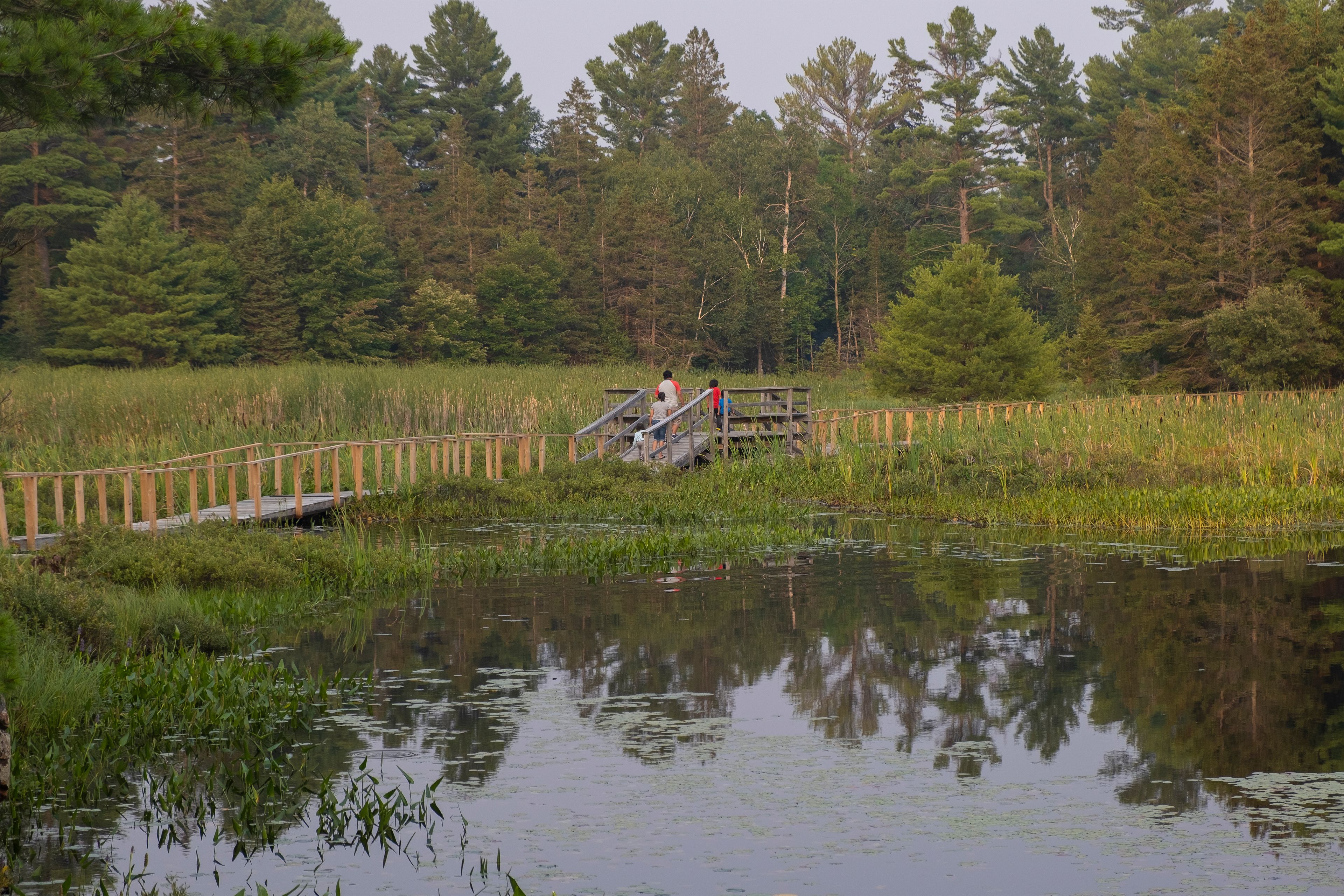 Family walking on wooden boardwalk going through the swamp and marsh leading to the rocky shore and coniferous forest, sunset hour. Northern Ontario, Canada. Hiking, camping, adventure concept.