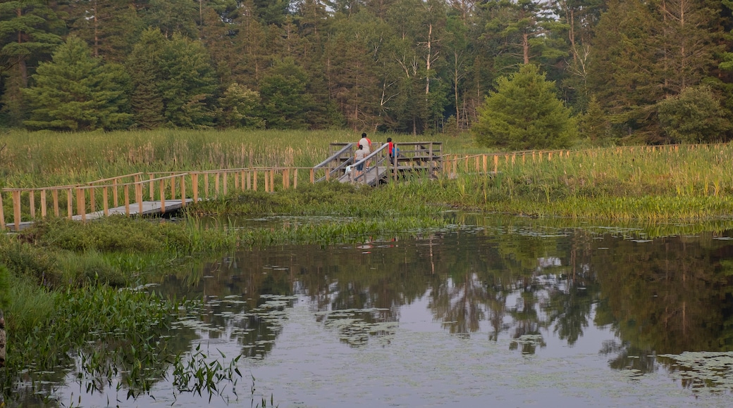 Family walking on wooden boardwalk going through the swamp and marsh leading to the rocky shore and coniferous forest, sunset hour. Northern Ontario, Canada. Hiking, camping, adventure concept.