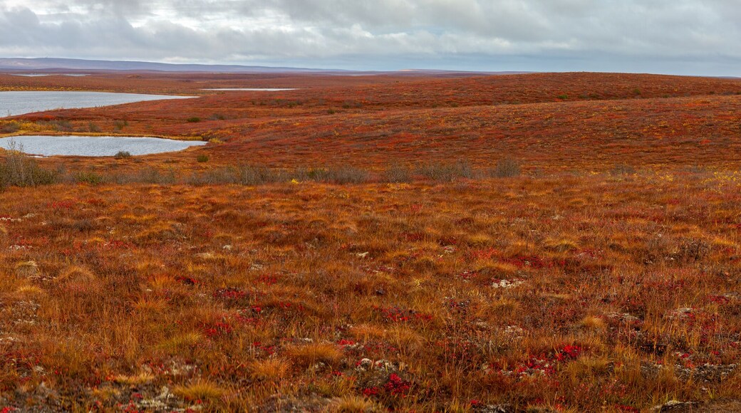 Panorama of the Canadian tundra