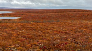 Panorama of the Canadian tundra