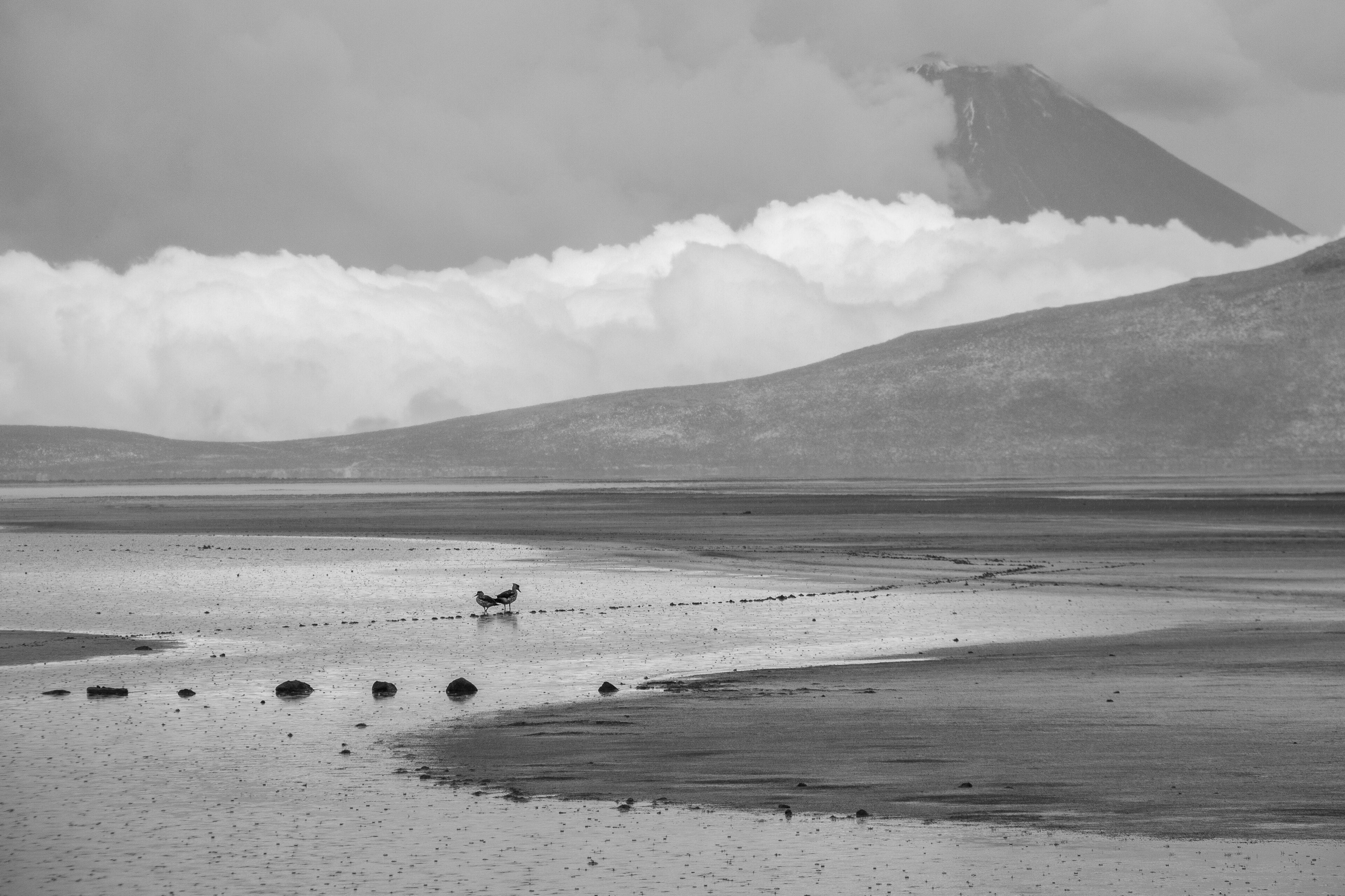 A barren landscape with a mountain in the background and a bird standing on the ground.
