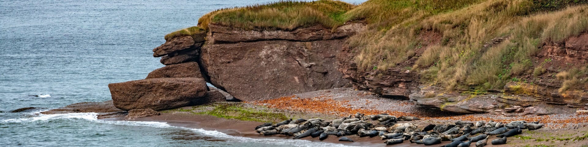 Large seal colonies resting in a cove on Bonaventure Island, Percé, Gaspésie peninsula, Quebec, Canada