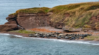 Large seal colonies resting in a cove on Bonaventure Island, Percé, Gaspésie peninsula, Quebec, Canada
