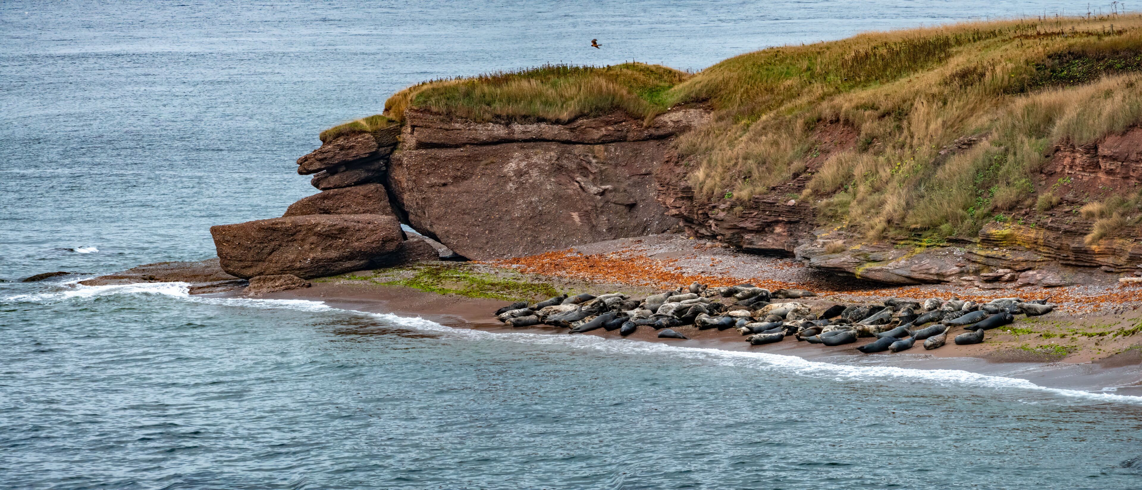 A rocky coastline with a large group of seals resting on the beach.