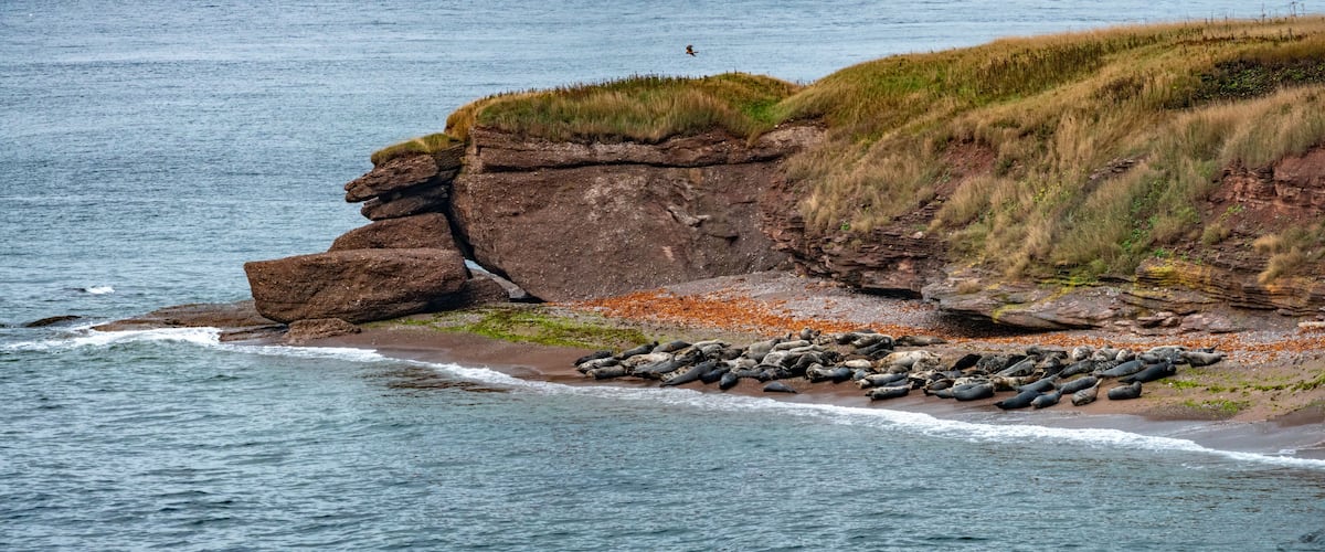 A rocky coastline with a large group of seals resting on the beach.