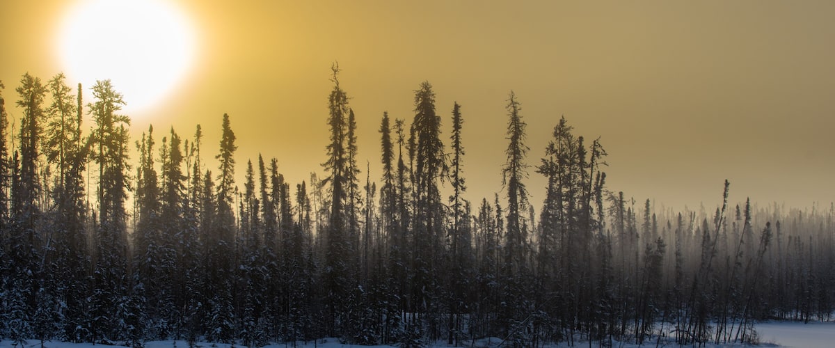 A snowy forest with tall trees and the sun setting in the background.