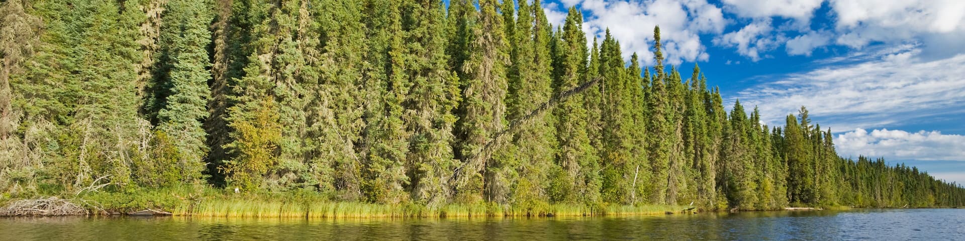 A yellow kayak on a calm river with dense green trees on the banks and a clear blue sky.