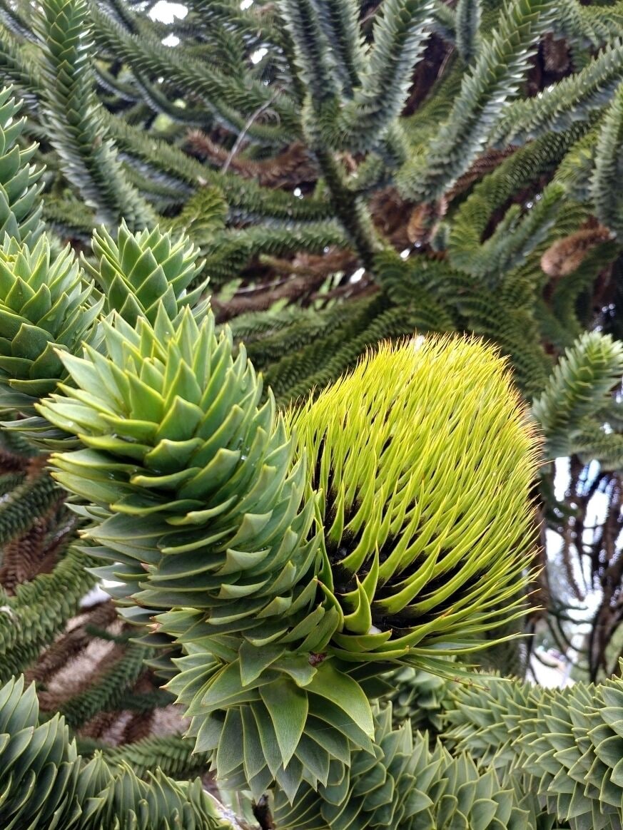 The monkey puzzle tree (Araucaria araucana) native to Chile, Argentina and Brazil makes sporadic appearances in the Pacific Northwest. It is such a fun and unique tree, that if you come across one, it is worth the time to explore.