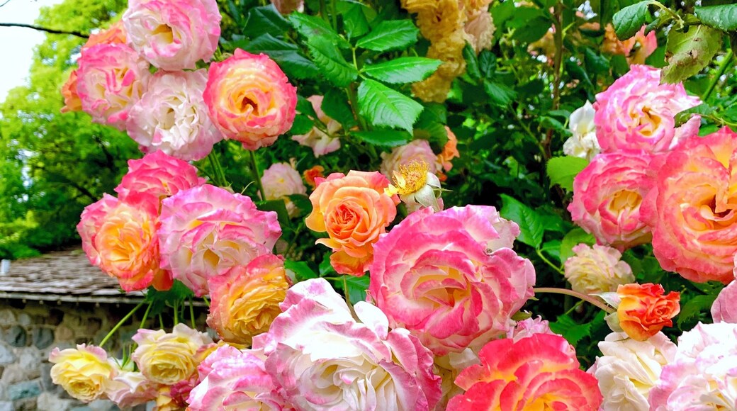 Let’s just appreciate the colors that mother nature gives.
#roses #garden #nature