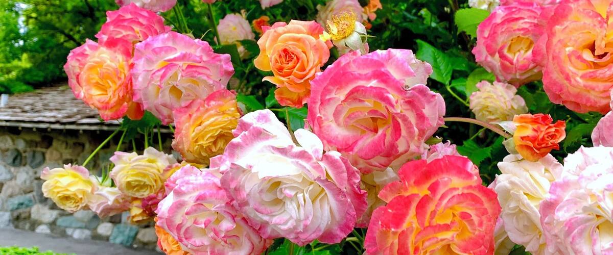 Let’s just appreciate the colors that mother nature gives.
#roses #garden #nature