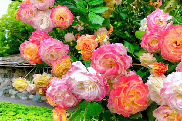 A garden with pink and white roses and green foliage.