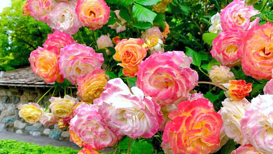 A garden with pink and white roses and green foliage.