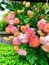 Ein Garten mit rosa und weißen Rosen und grünem Laub.