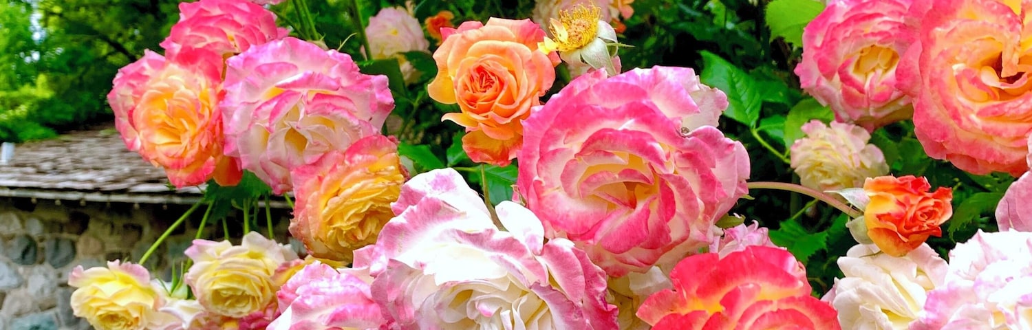 Let’s just appreciate the colors that mother nature gives.
#roses #garden #nature