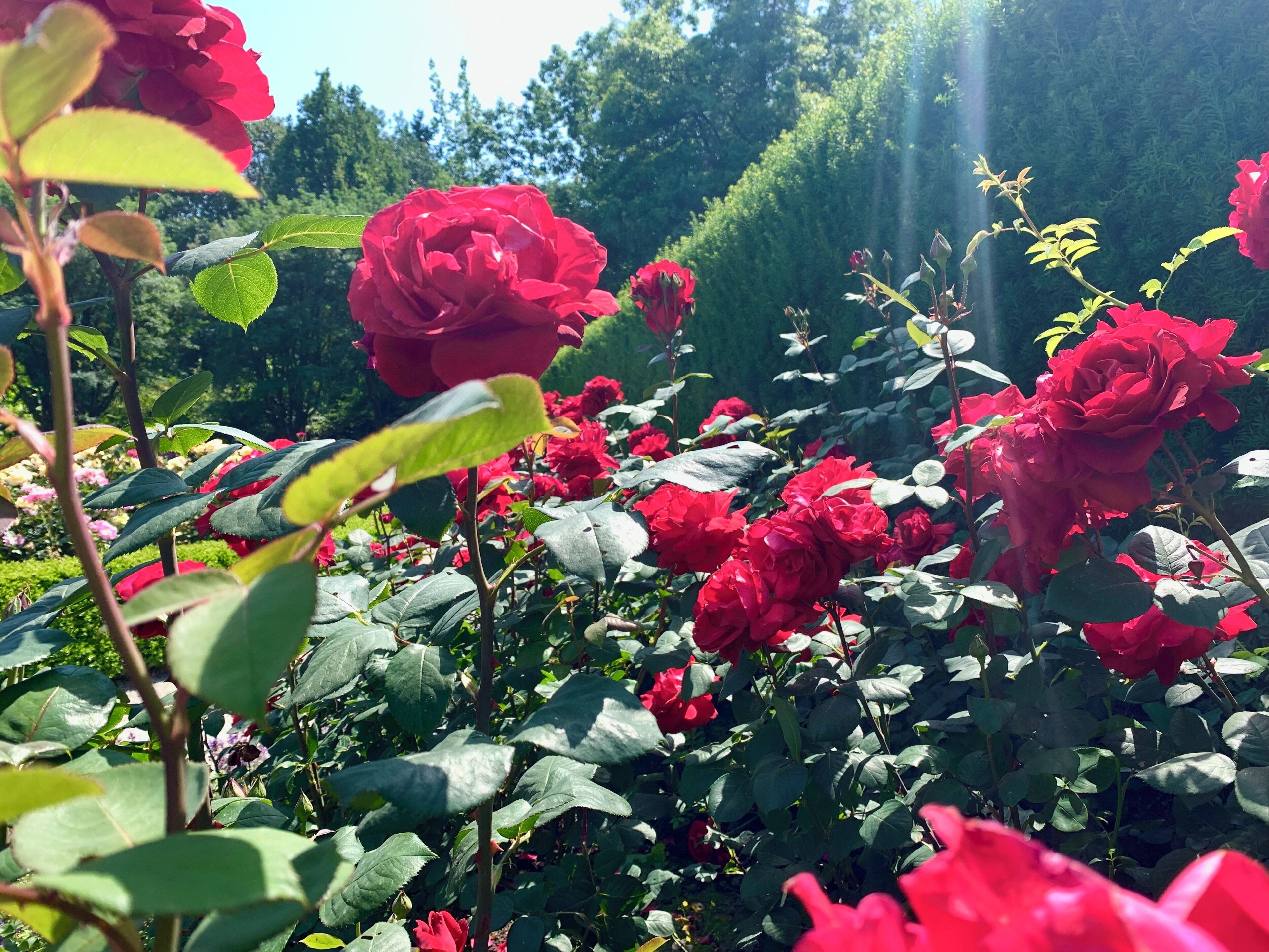 I see roses, I snap a picture, that’s how it goes every single time. #roses #red #nature #garden #canada
