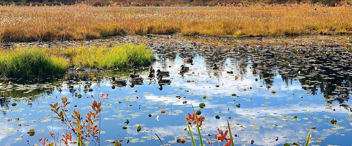 Beaver Lake is tucked away inside Stanley Park, great for quiet walks with nature. #LifeAtExpedia #WeWhoTravel