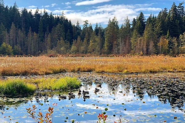 Beaver Lake is tucked away inside Stanley Park, great for quiet walks with nature. #LifeAtExpedia #WeWhoTravel