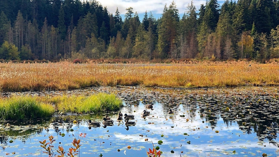 Beaver Lake is tucked away inside Stanley Park, great for quiet walks with nature. #LifeAtExpedia #WeWhoTravel