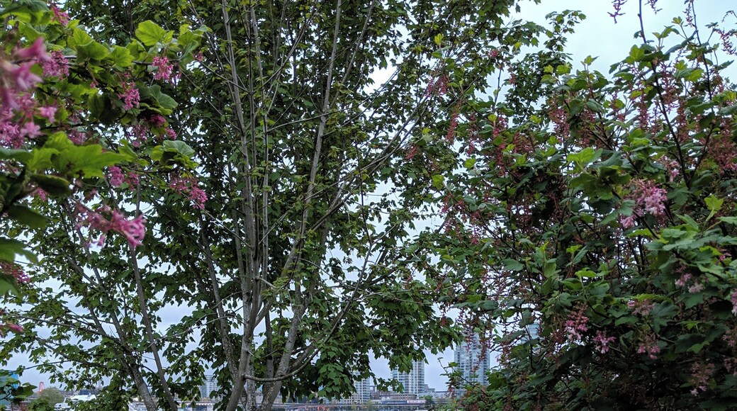 #trovember
Path on habitat island in false Creek #vancouver
