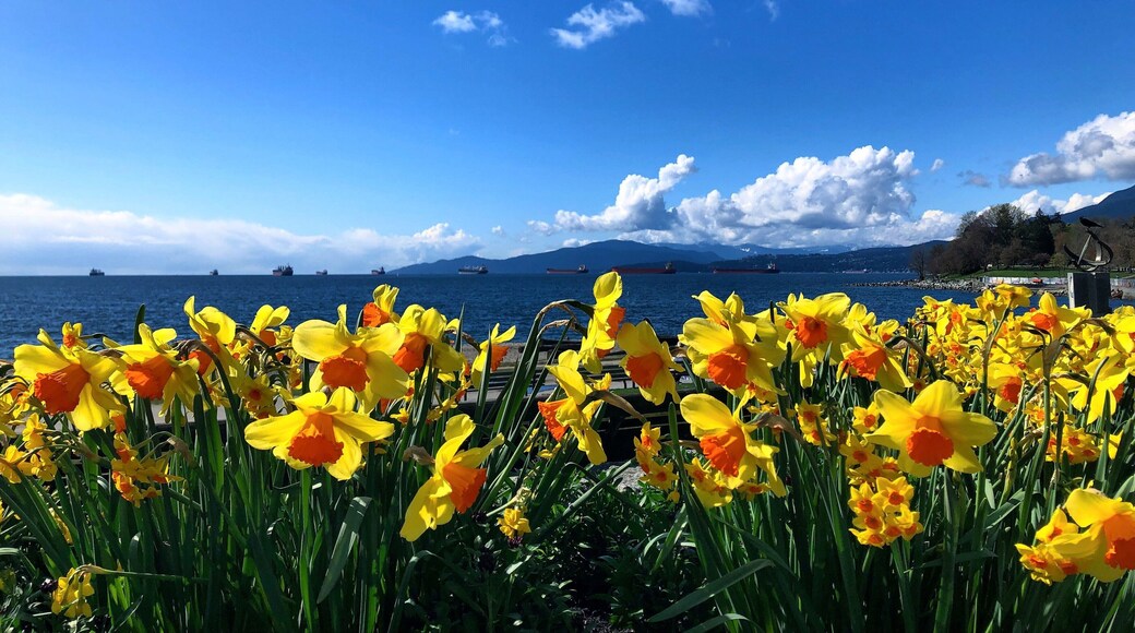 These sunny daffodils were the culmination of a stunning walk through Stanley park in the spring of last year :) #LifeAtExpediaGroup