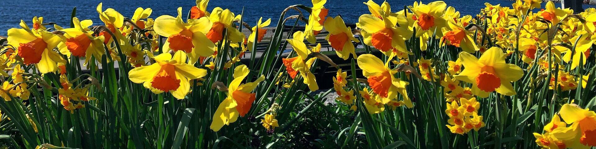 These sunny daffodils were the culmination of a stunning walk through Stanley park in the spring of last year :) #LifeAtExpediaGroup