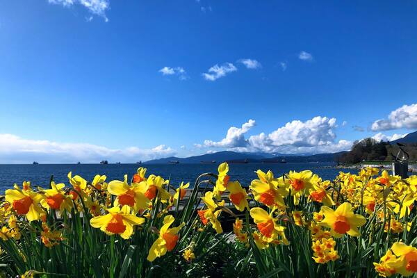 These sunny daffodils were the culmination of a stunning walk through Stanley park in the spring of last year :) #LifeAtExpediaGroup