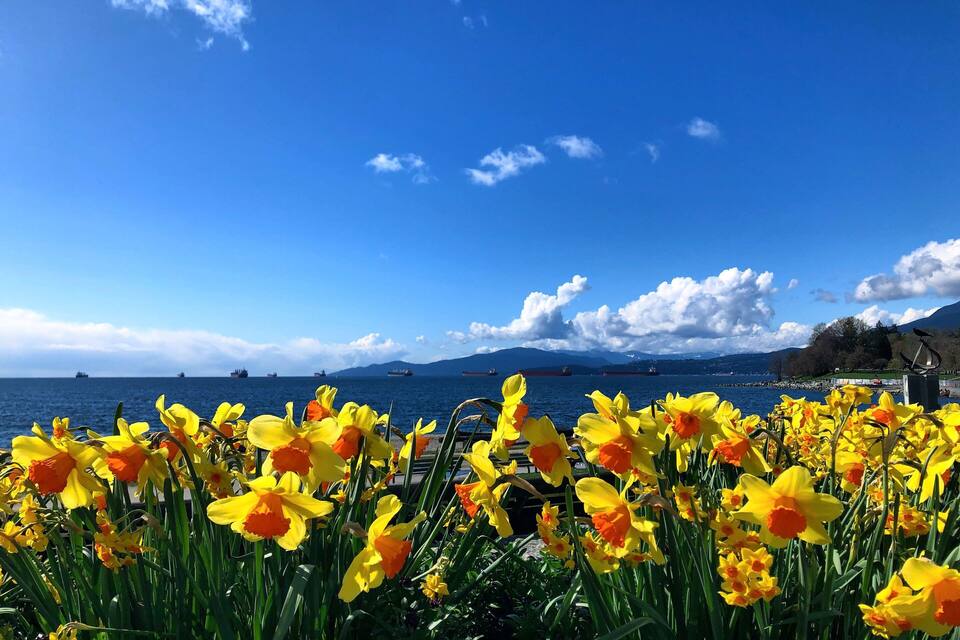 A field of yellow and orange daffodils in front of a clear blue sky and a body of water with ships in the distance.