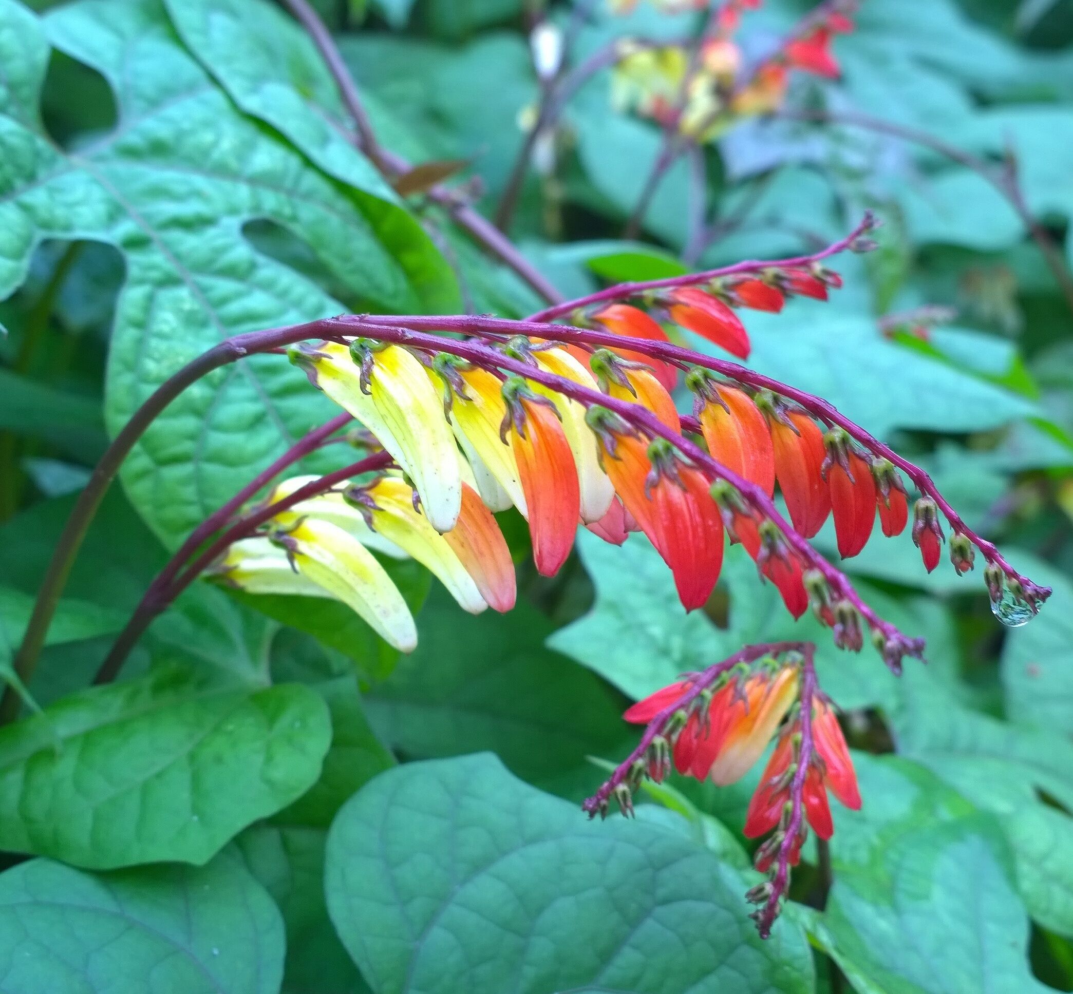 Firecracker vine (Ipomoea lobata) is quite a departure from the chartreuse leafed, rarely flowering, rambling beast of a plant that generally comes to mind when dealing with sweet potato vines.