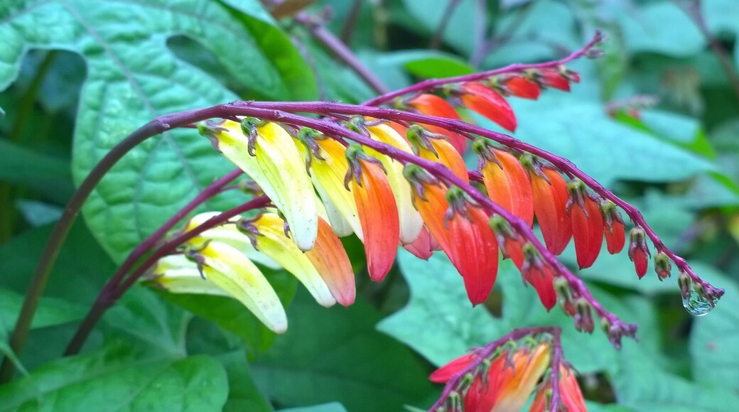 Firecracker vine (Ipomoea lobata) is quite a departure from the chartreuse leafed, rarely flowering, rambling beast of a plant that generally comes to mind when dealing with sweet potato vines.