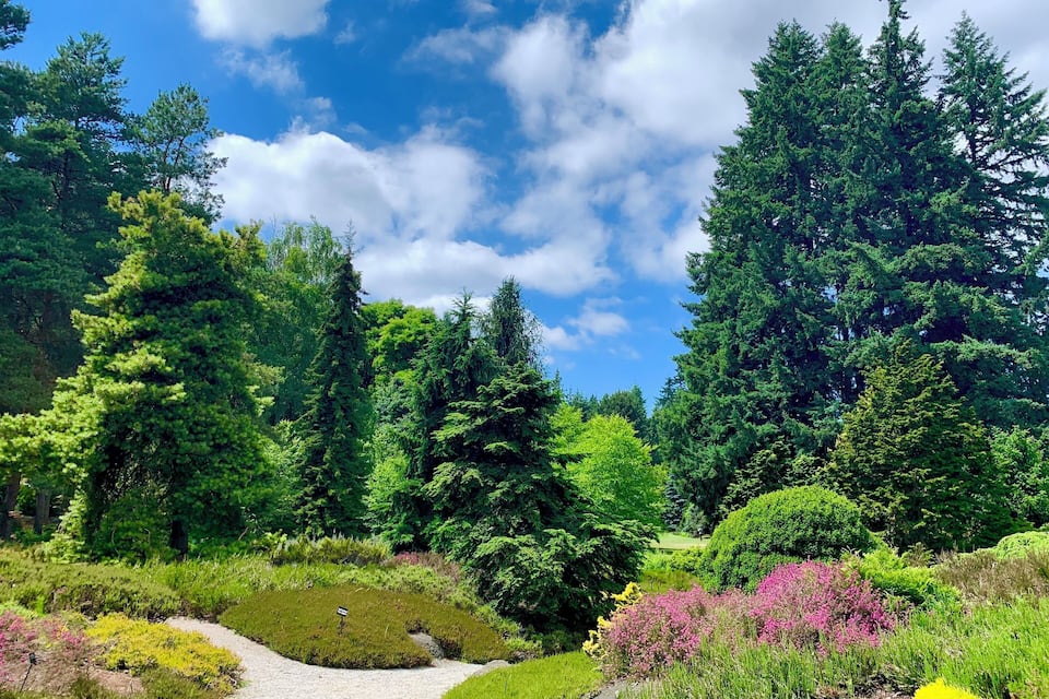 Ein Garten mit Kiesweg, grünen Bäumen und blühenden rosa Büschen.
