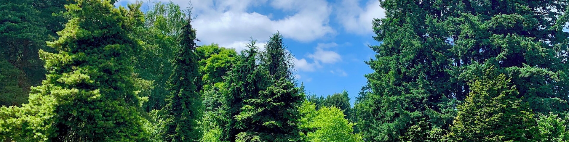 #garden #nature #green #park