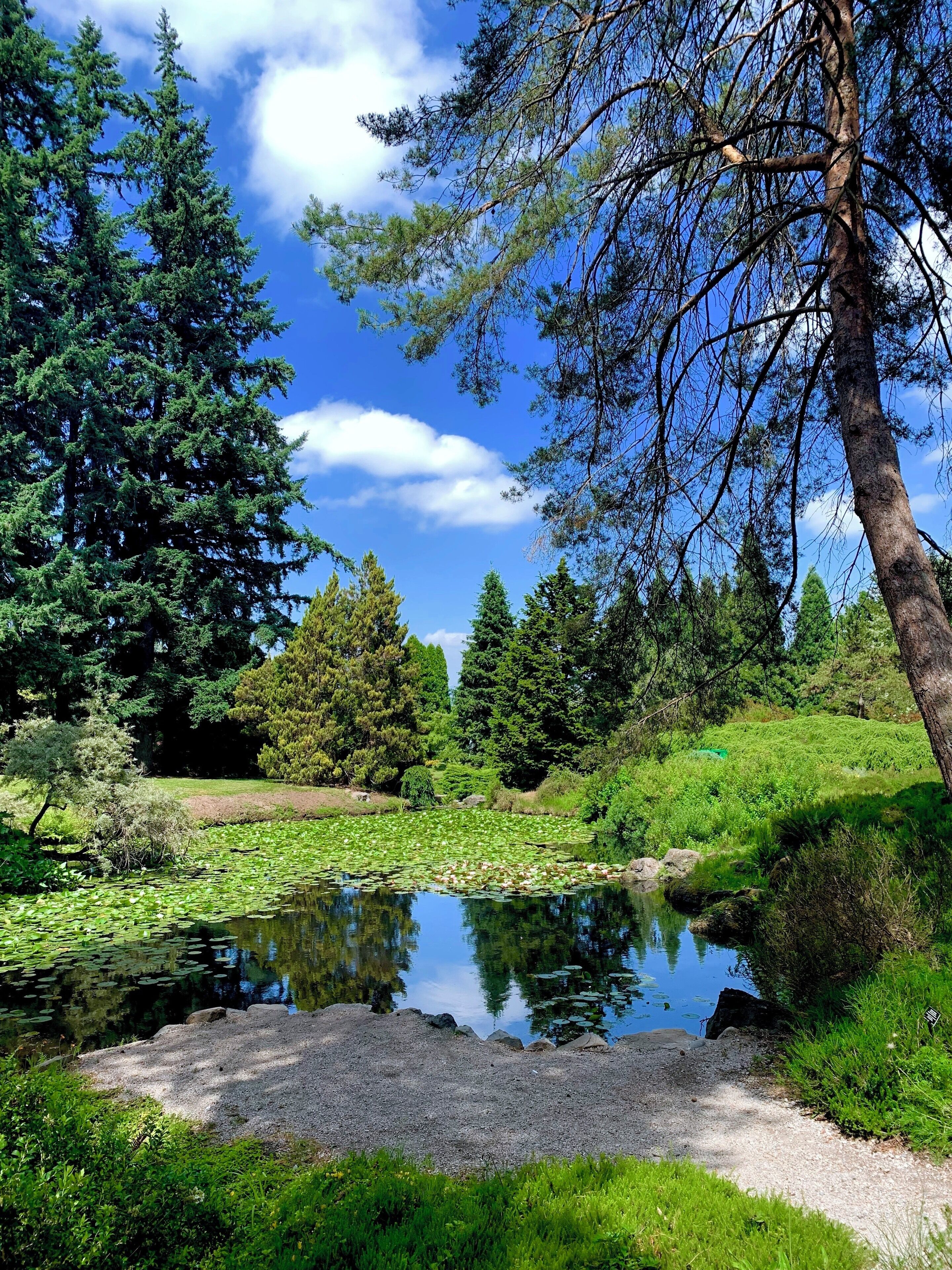 Look at that reflection! Isn’t amazing?#garden #canada #green #nature