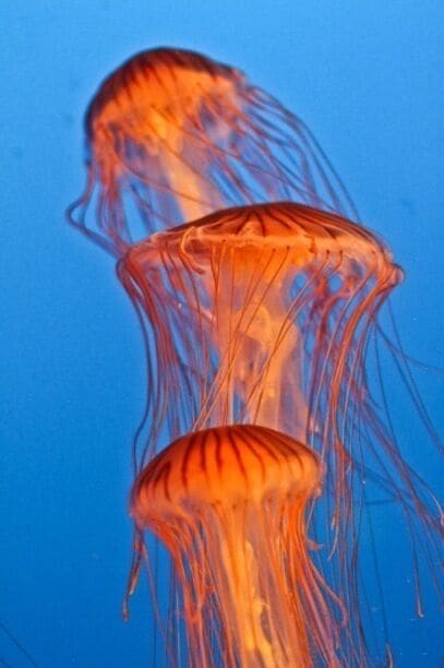 Mesmerizing jellyfish at Vancouver Aquarium.