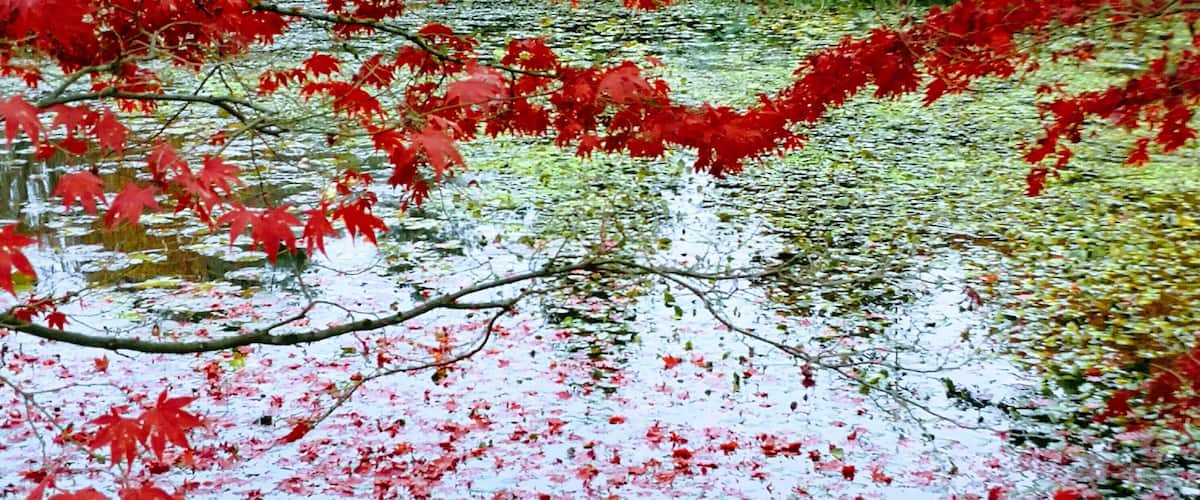 drawing of the nature