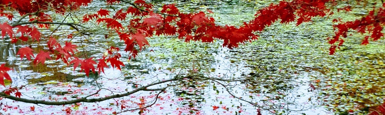 drawing of the nature